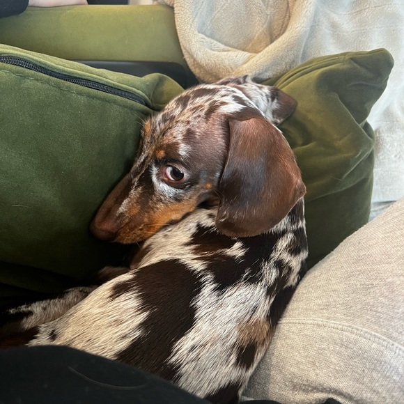 Meet your Posher, Dani - Picture 4 of 4